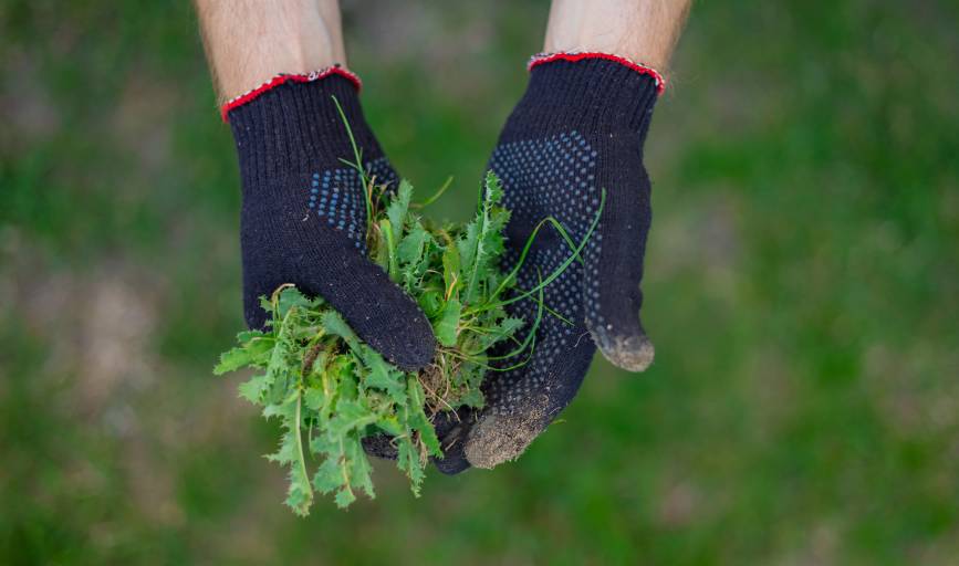 Weed Control